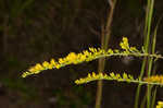 Wrinkleleaf goldenrod